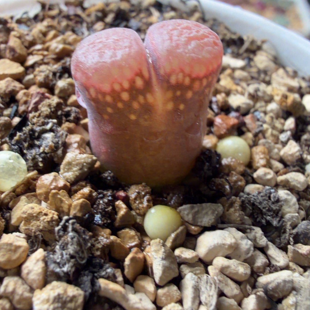 韩国风铃精品一颗757号