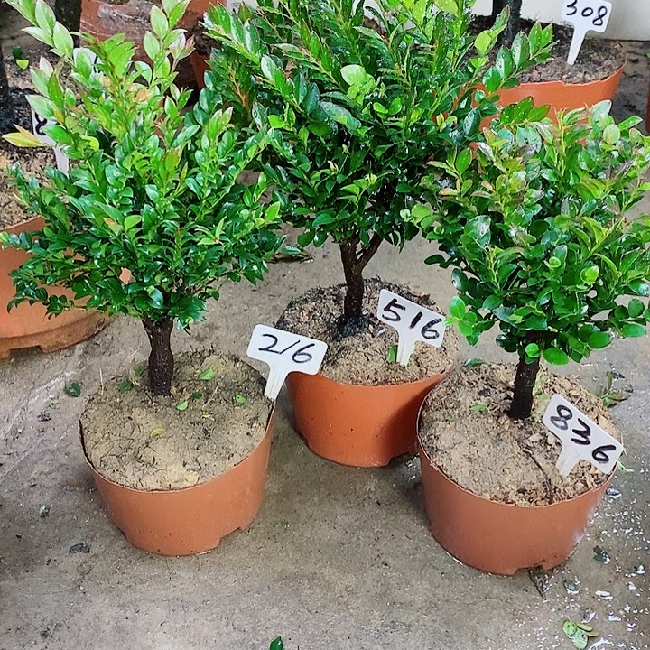 当前无花栽培后可以开花