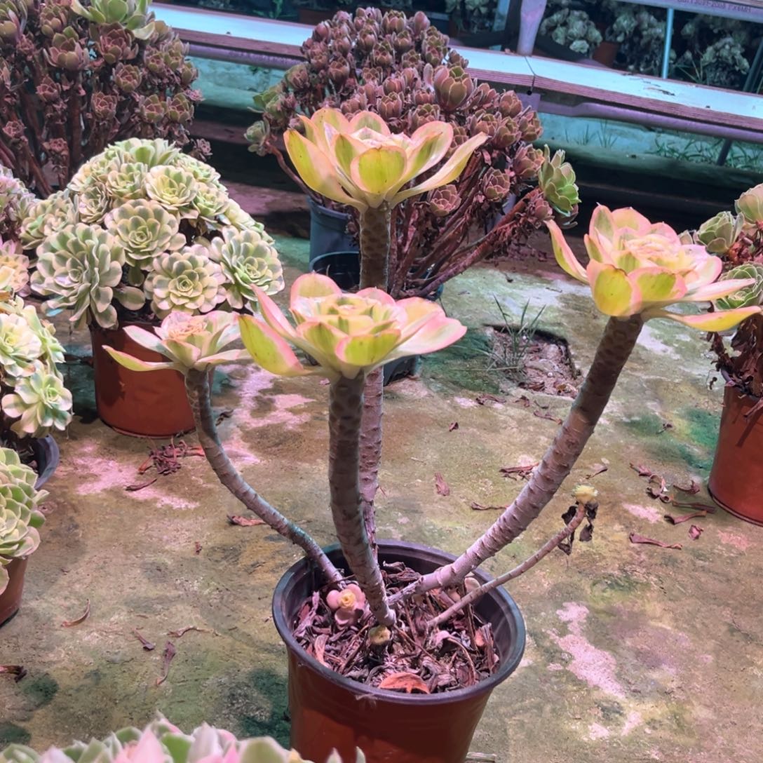 多肉植物燕姿00047