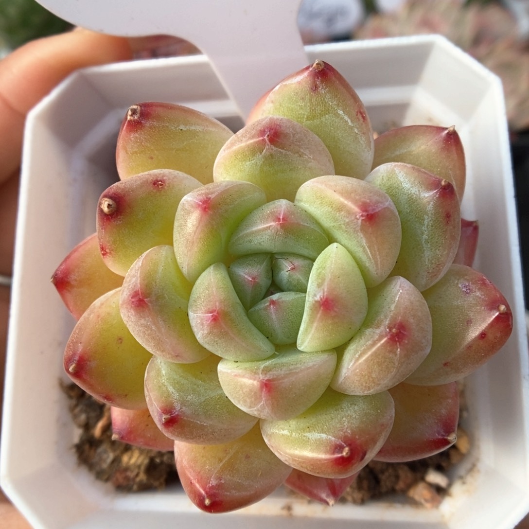 玄机可拍521号。 