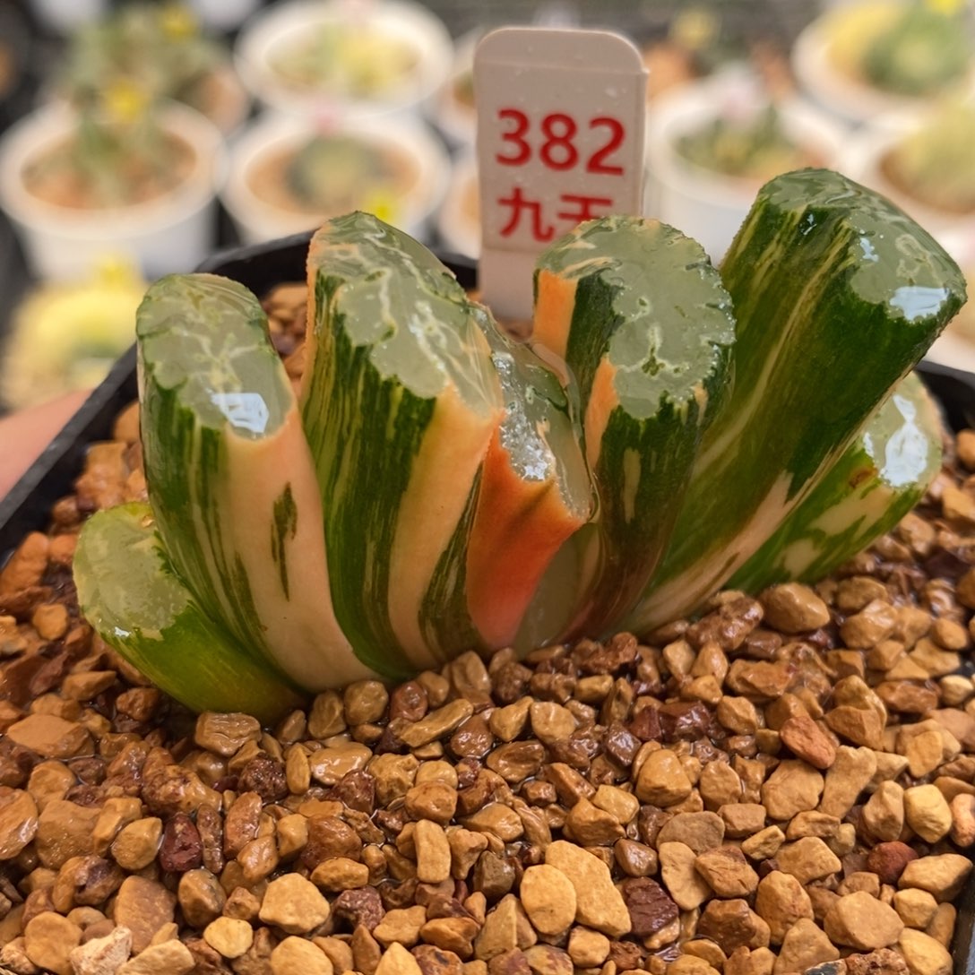 382号北斋玉扇锦多肉