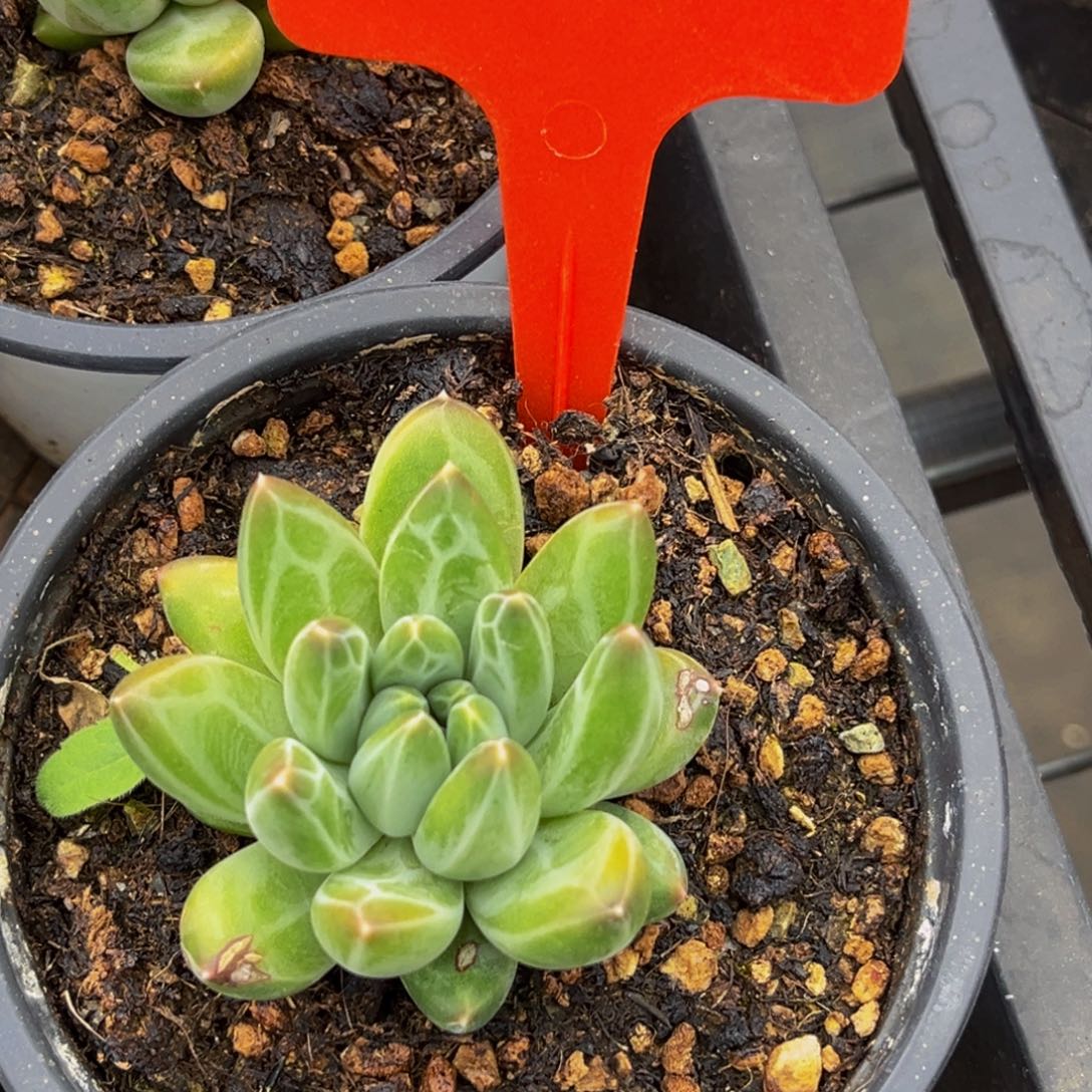 3015号上午多肉植物群生多肉