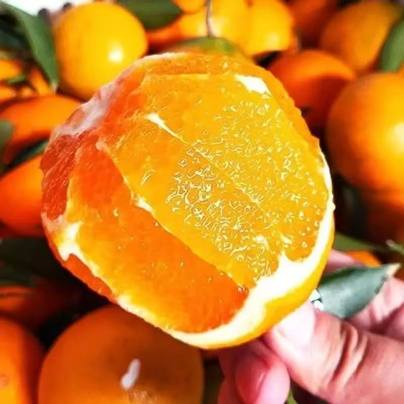 正宗纽荷尔脐橙新鲜当季水果产地直发带箱5斤/10斤