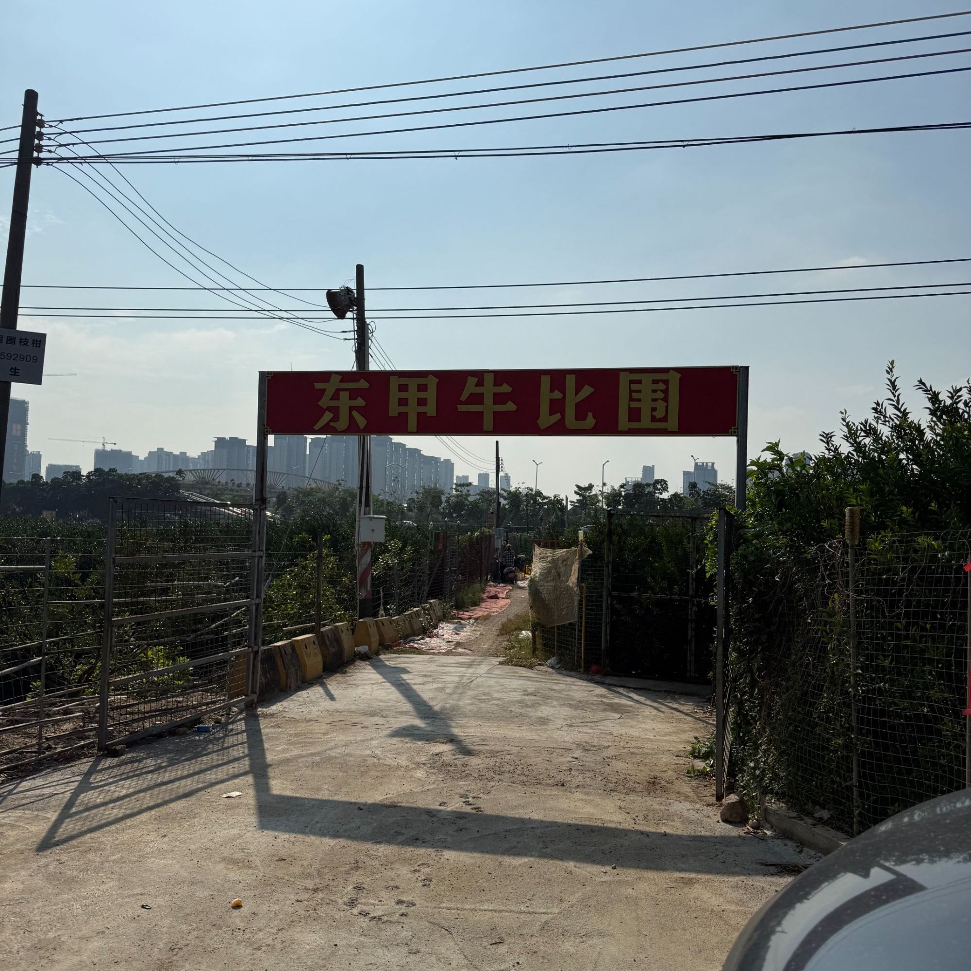 2025年【核心产区东甲牛比围】原枝十二月青皮