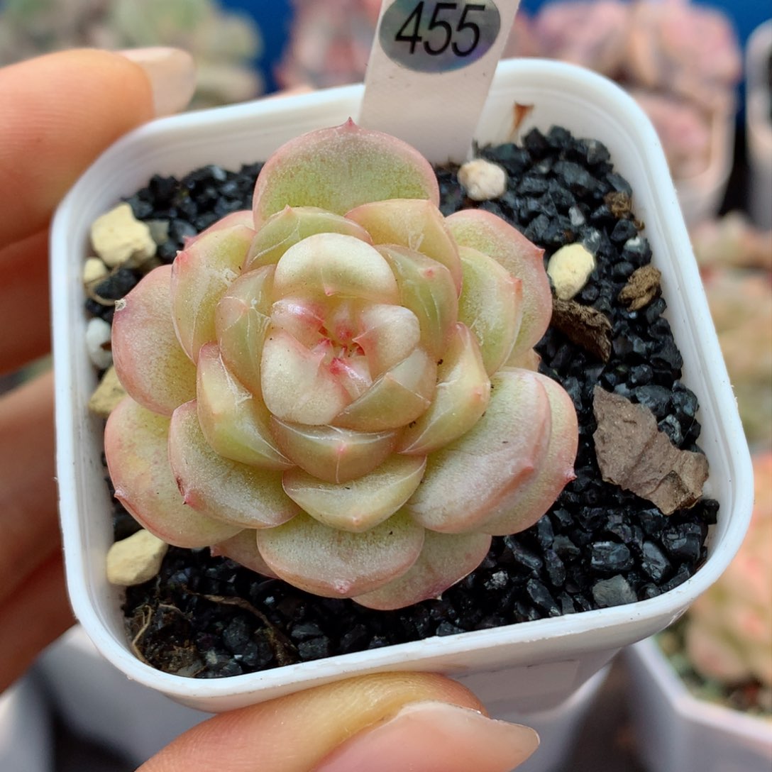 哈哈58包邮  群生不包整455