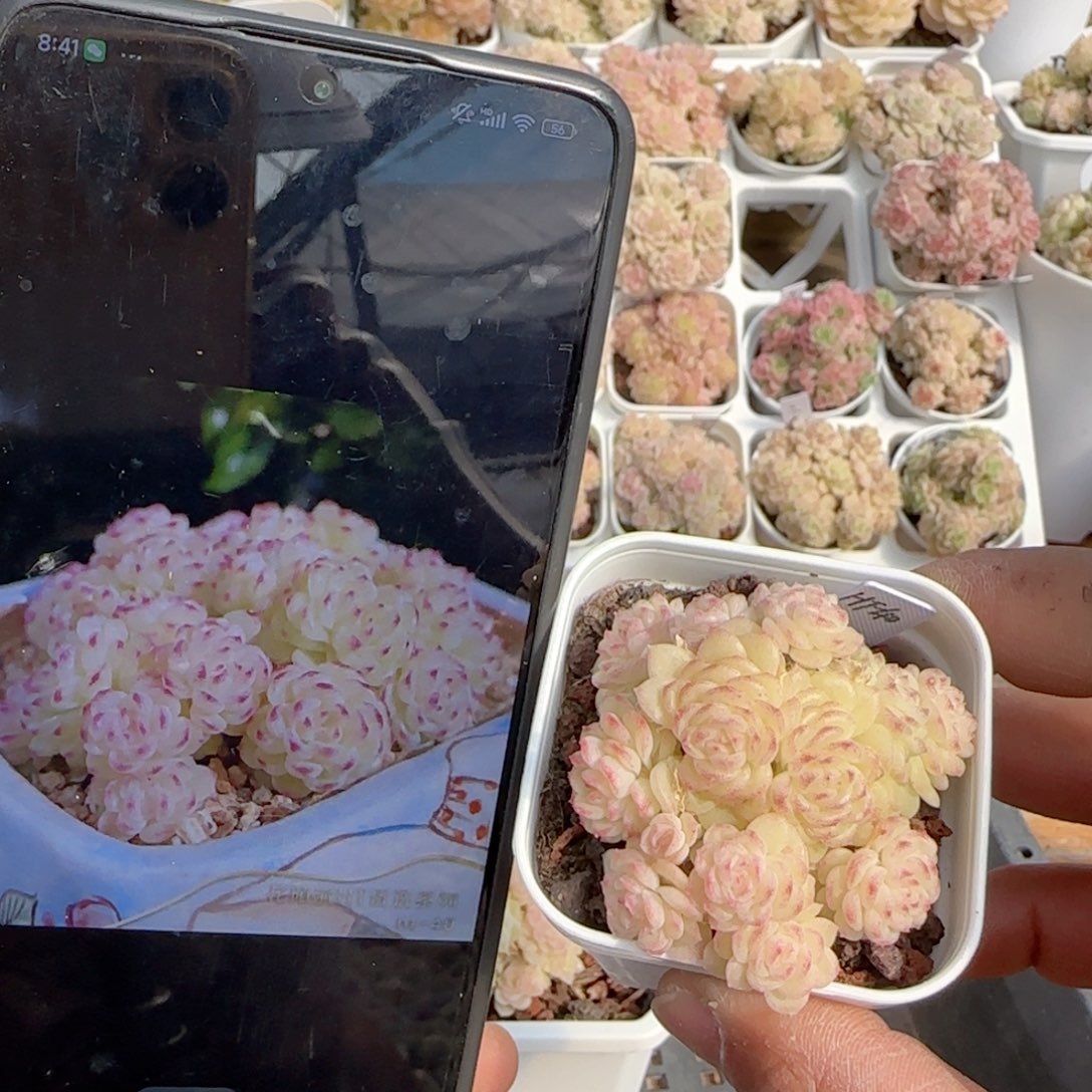 【闪购商品】0220-125（ht-40）