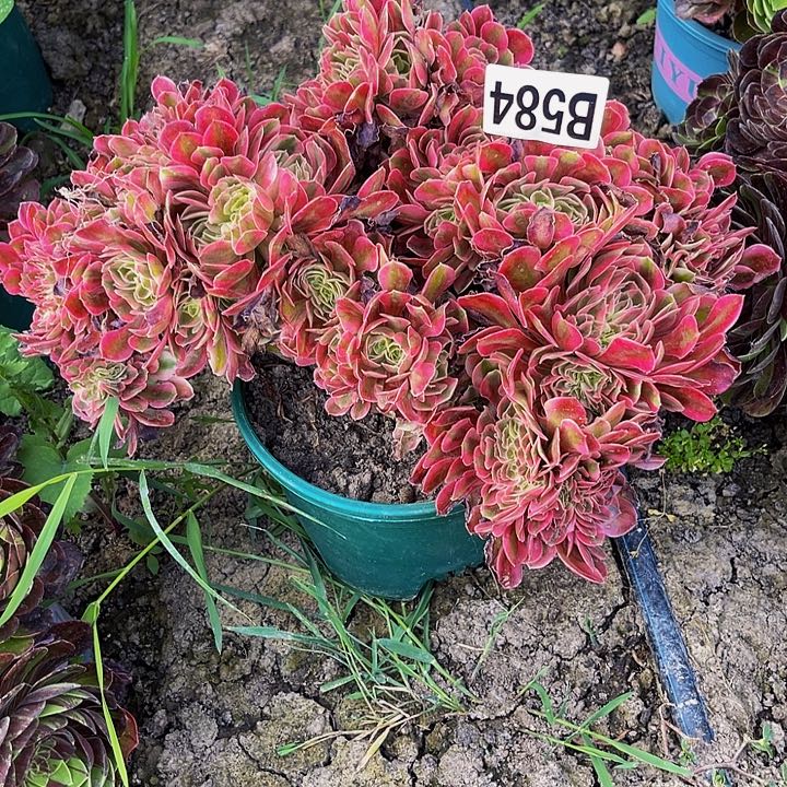 香妃法师32–11包邮