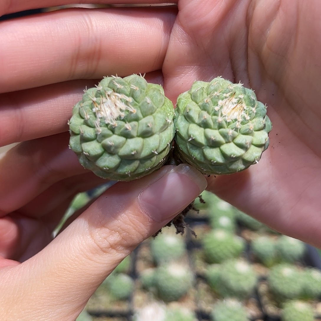 4cm实生双头菊水自然多头