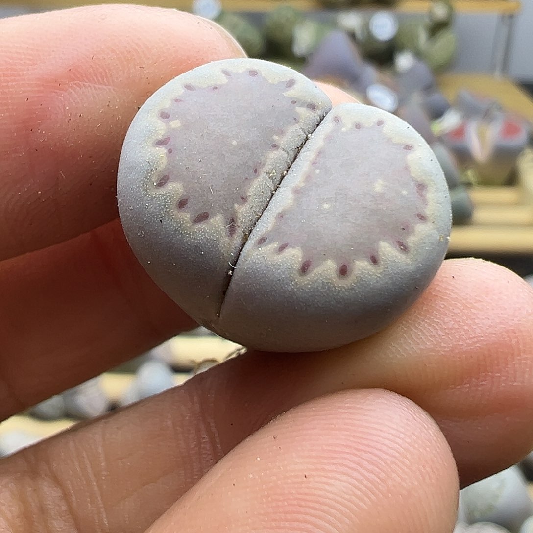 2077 生石花清货不售后