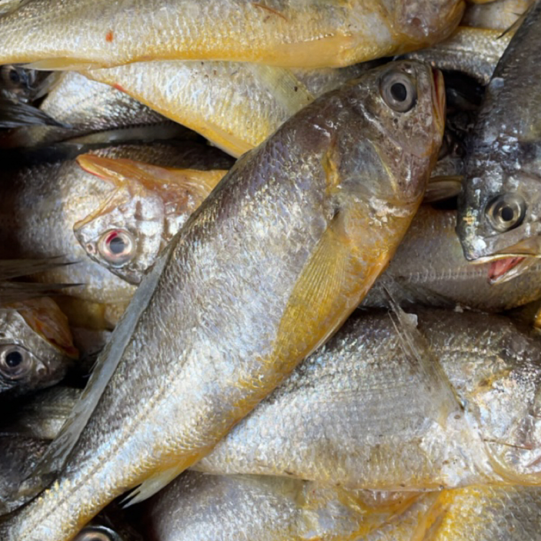威海远遥码头野生黄花鱼元110元4斤