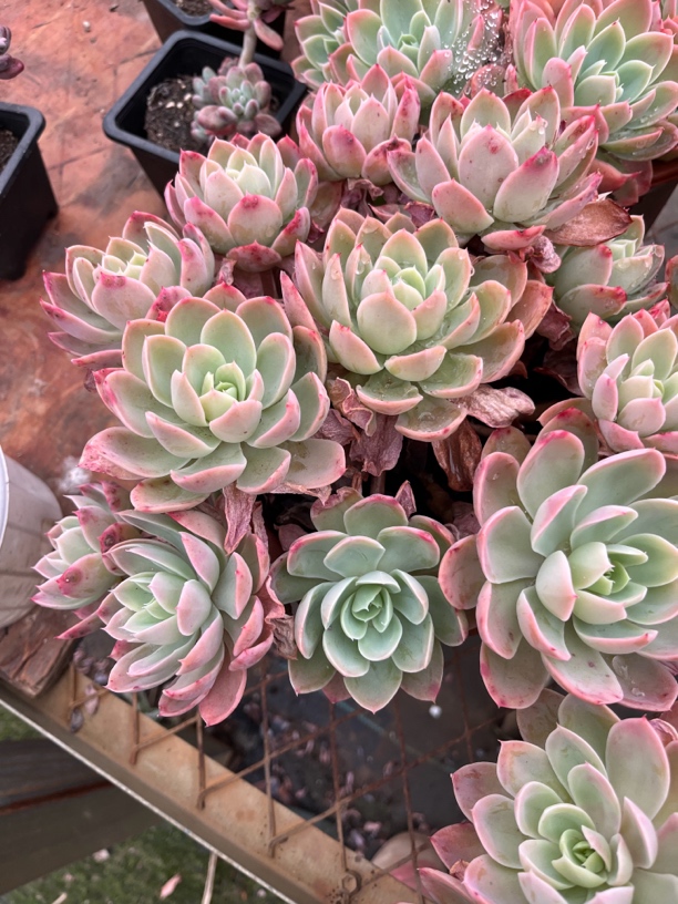 丝绸面纱多肉一物一拍