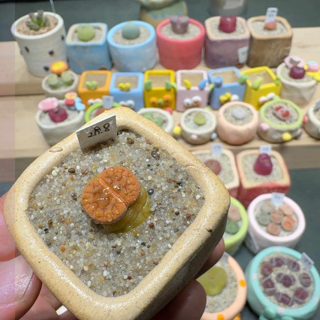 红陶蘑菇280拿铁