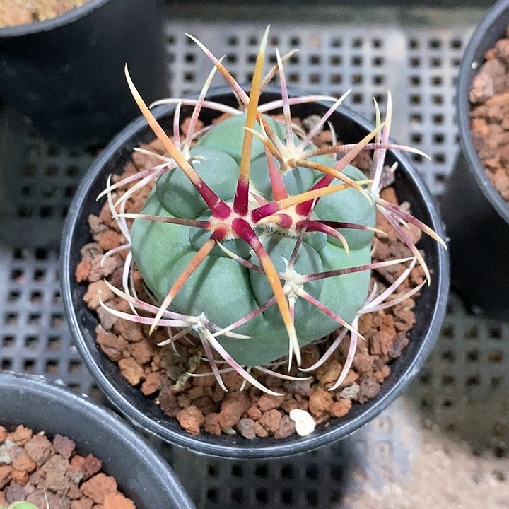 嚣*孤品实生优选狂刺高木绯冠龙 4.5cm