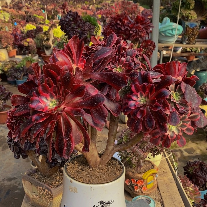 美杜莎缀化多肉1颗