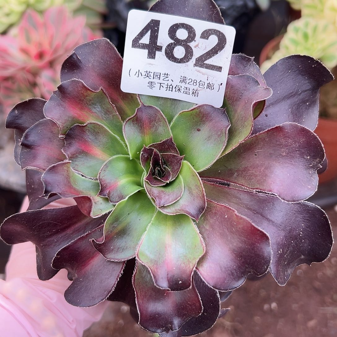 多肉植物多肉植物482