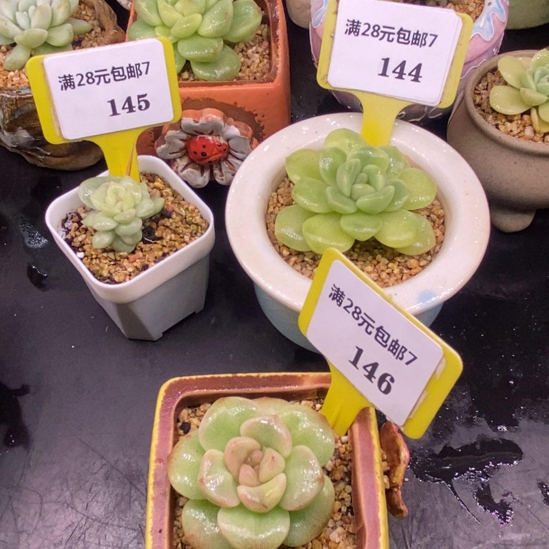 笑***美7145.144.146冰玉锦多肉……