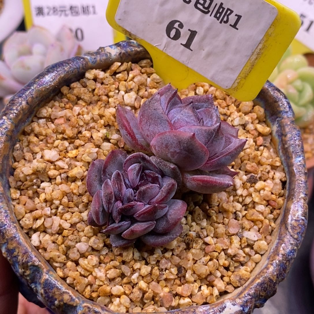 161精控黑橙子缀，整板子