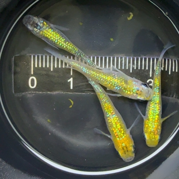 青鳉鱼猫饭星光15号青鳉