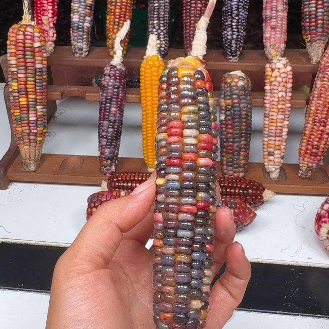 语***洋吊坠柏香籽/百香籽