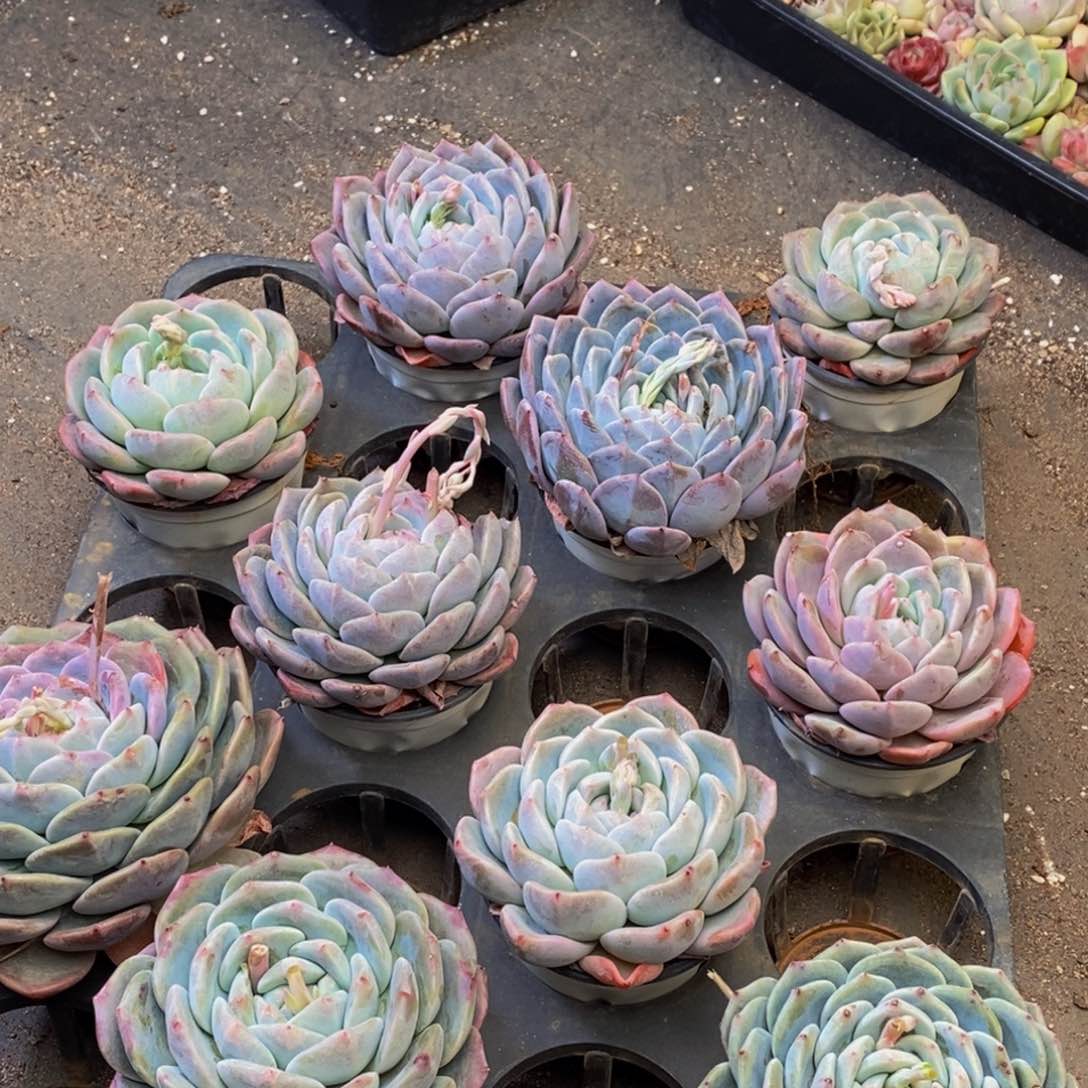 627的人生态度就是这样一