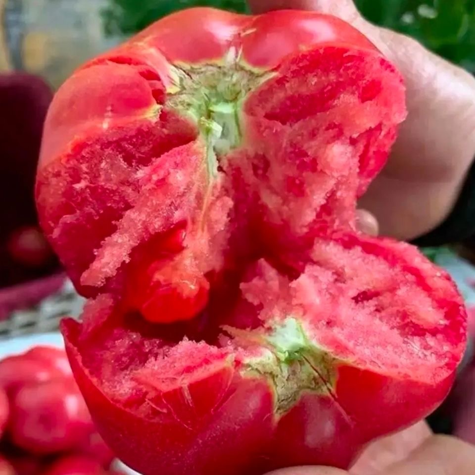 【露天沙瓤西红柿】高山露天沙瓤西红柿新鲜蔬菜番茄自然熟整箱包邮