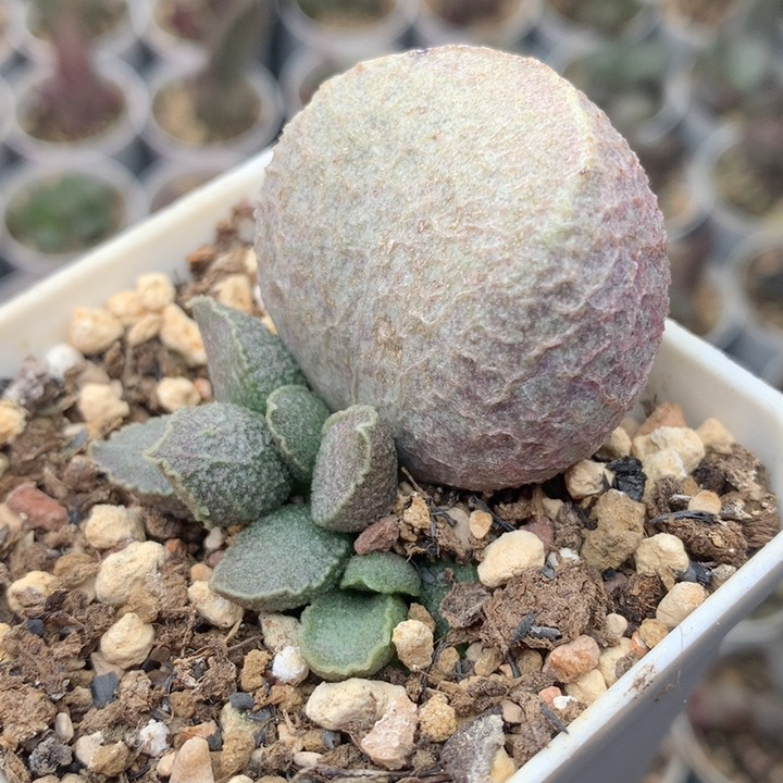 哈默红猪肝5厘米盆 单头一物一拍多肉植物 水泡贵货多肉包邮