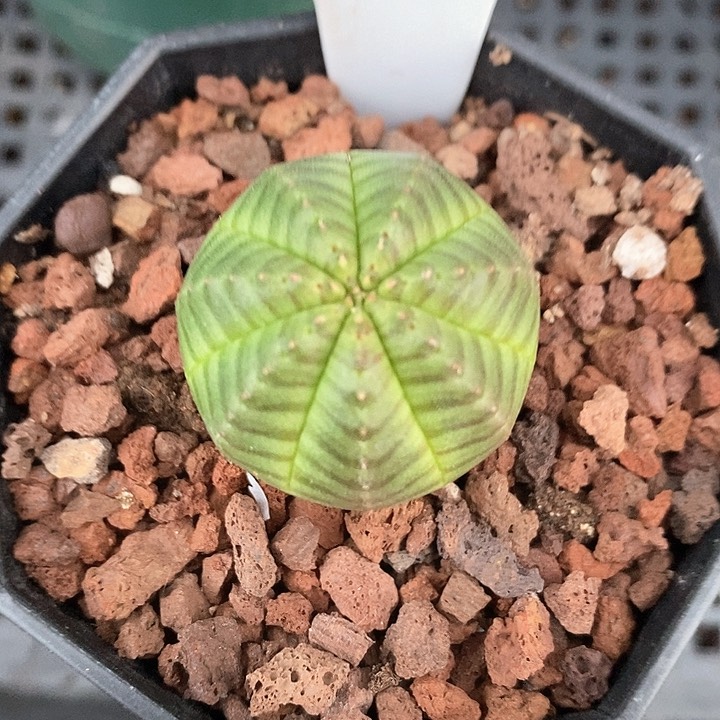 孤品实生纹路好看的布纹球2.8cm53号仙人球