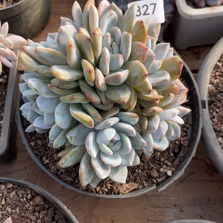 哈哈哈哈哈哈哈哈827