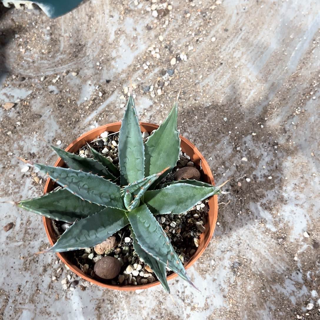 高*蒙塔娜25出出出