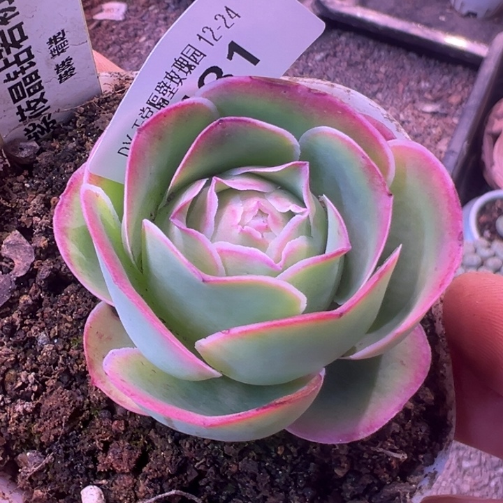 三碗糖糖431  紫莜x晶钻x若初