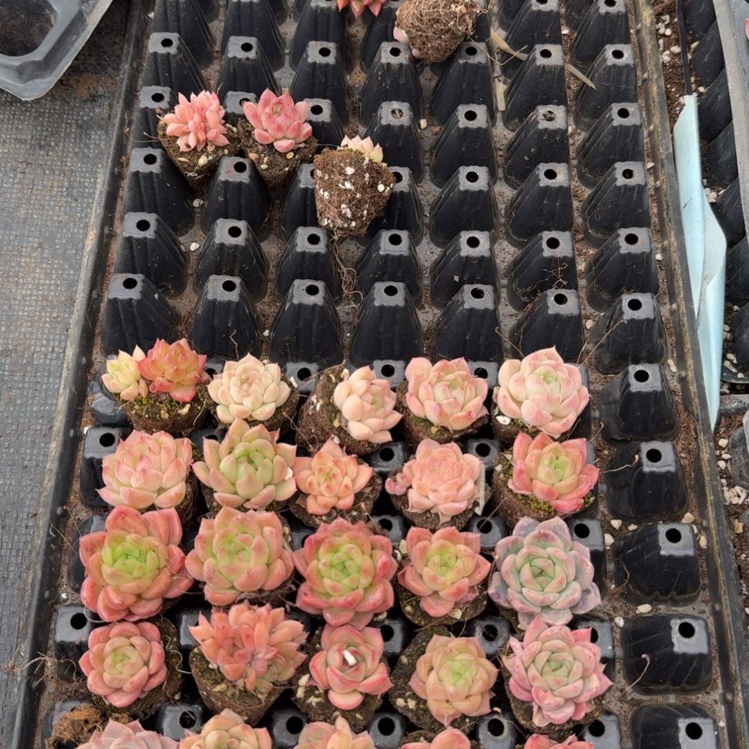 宽叶麦秆三十颗量拍发货9-9小的左四