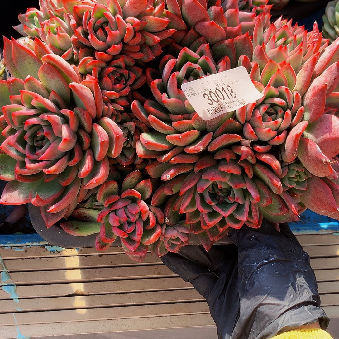 彩***虹瑞安娜30018吨肉多肉