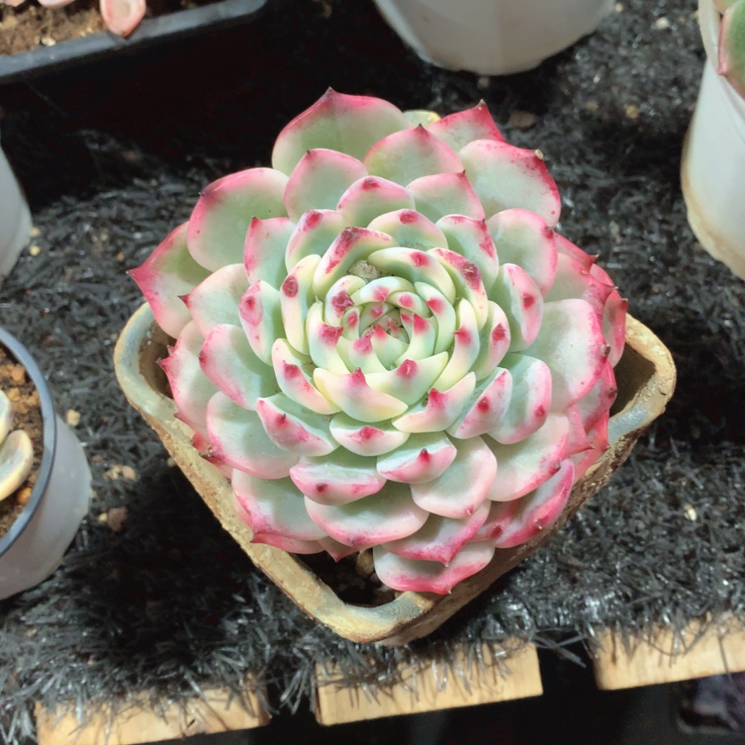 多肉植物多肉植物是