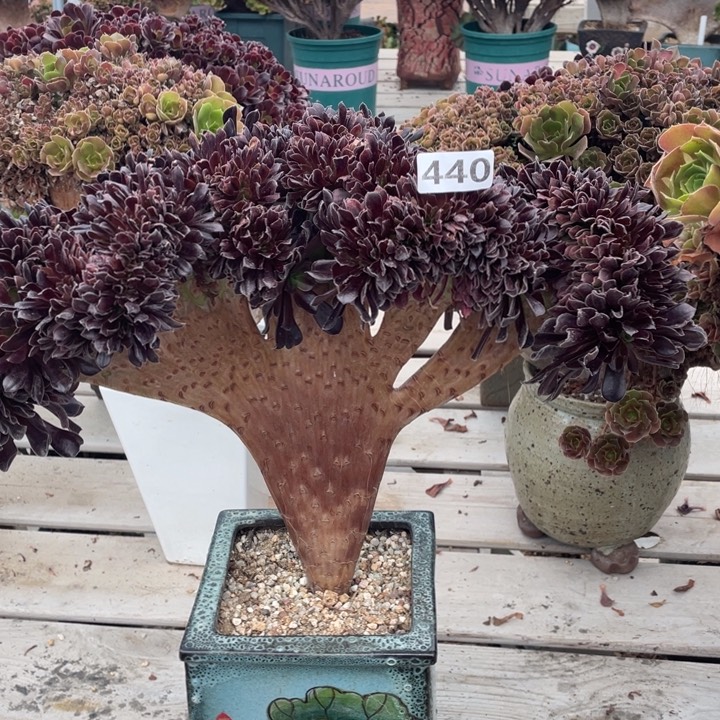 多肉多糖也太多吃起来好舒服的