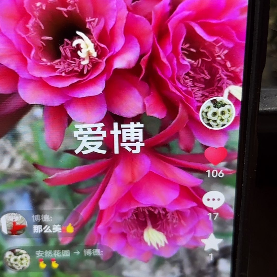 爱伯金妞侧牙侧牙20包邮4