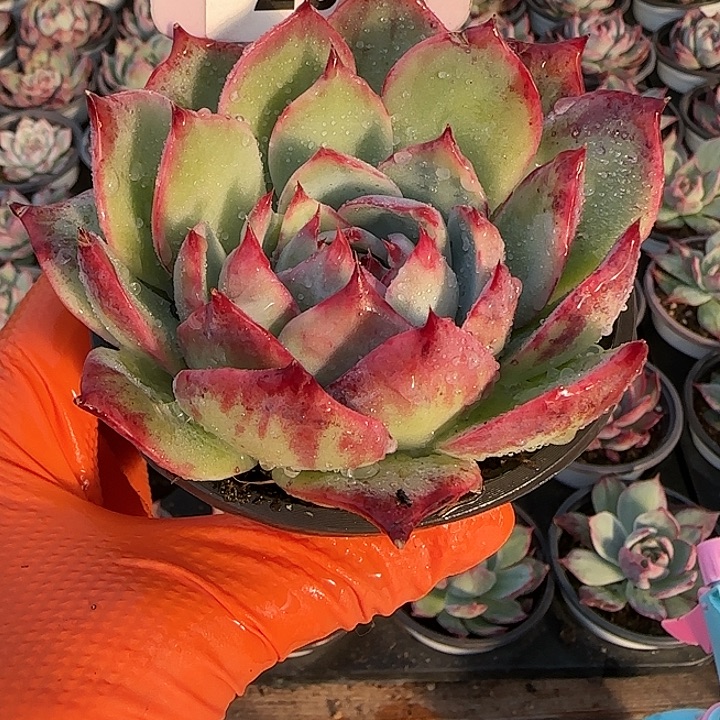 208 惊鸿仙子多肉植物8-9cm