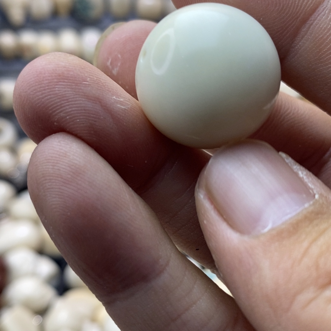 茜***壮吊坠菩提根/象牙果