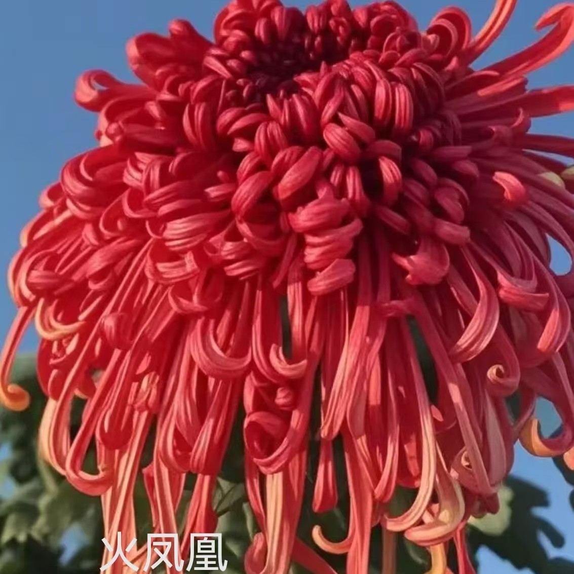 【火凤凰】九月大菊原盆原土耐寒耐热多年生花卉