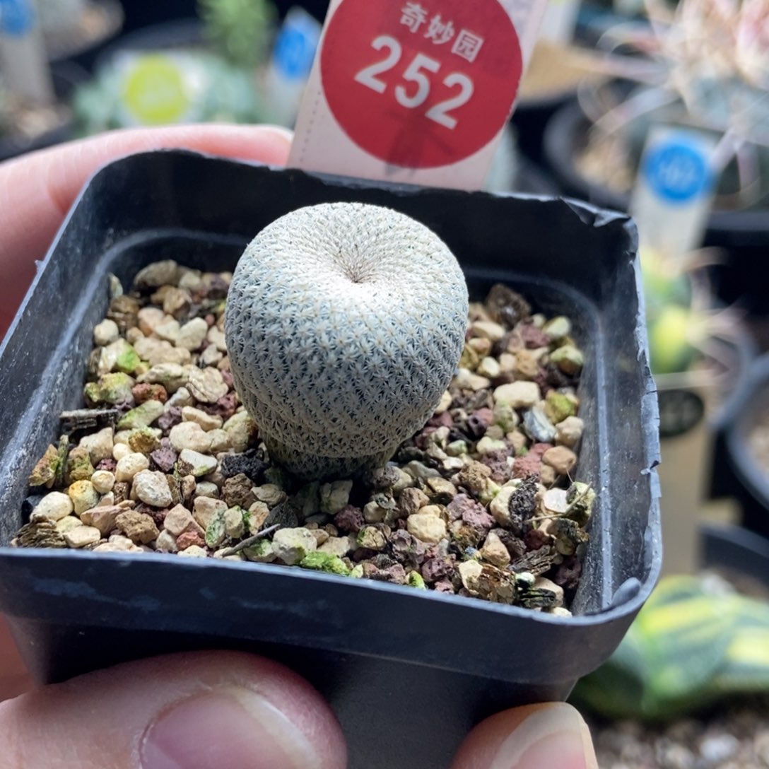 实生小人帽2.1cm一棵仙人球