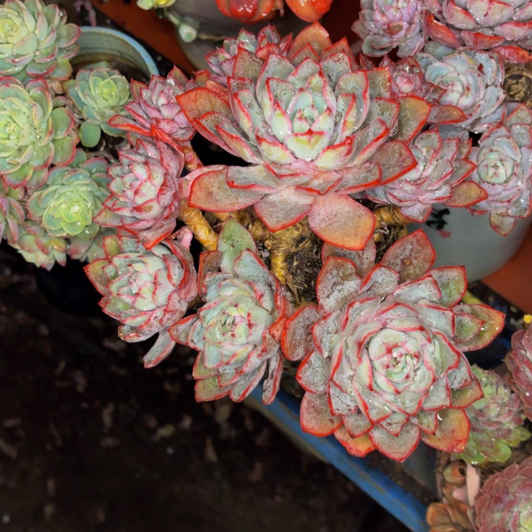 千***虫老桩精品肉肉赫拉