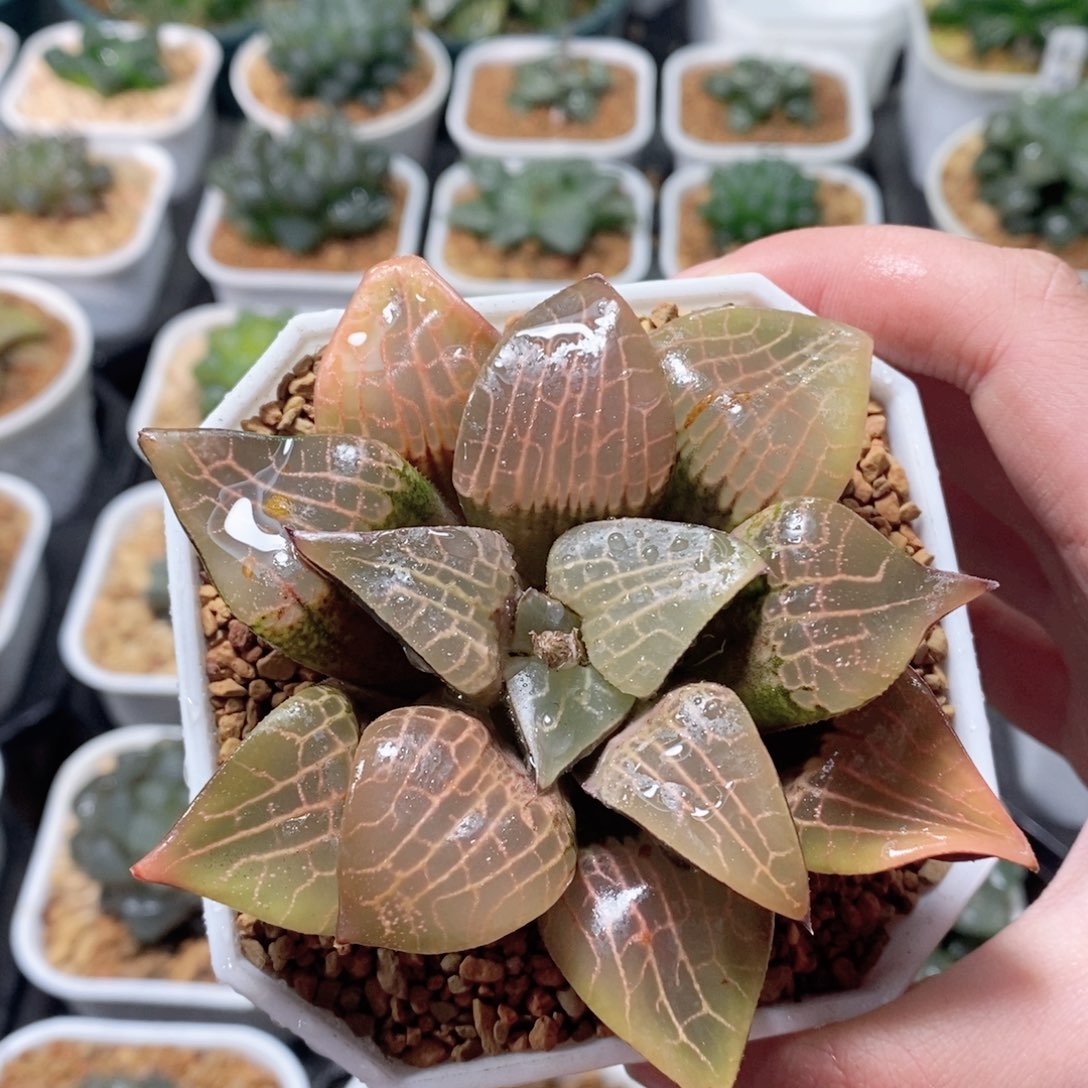 玻璃康平母本玉露多肉