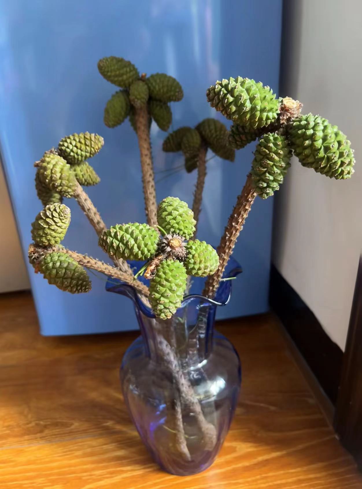 松果树枝可做干花氛围感花材松果干花干树枝