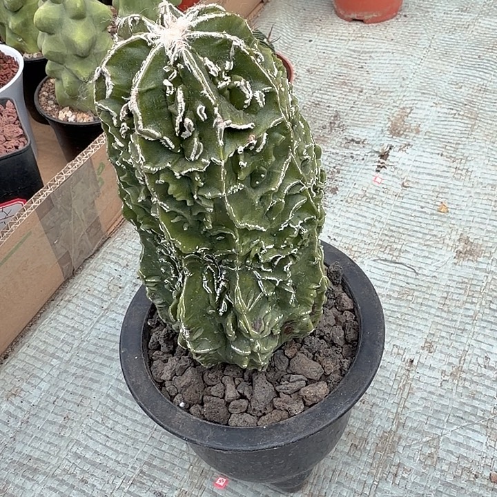 坑***王坑王一物一拍包邮
