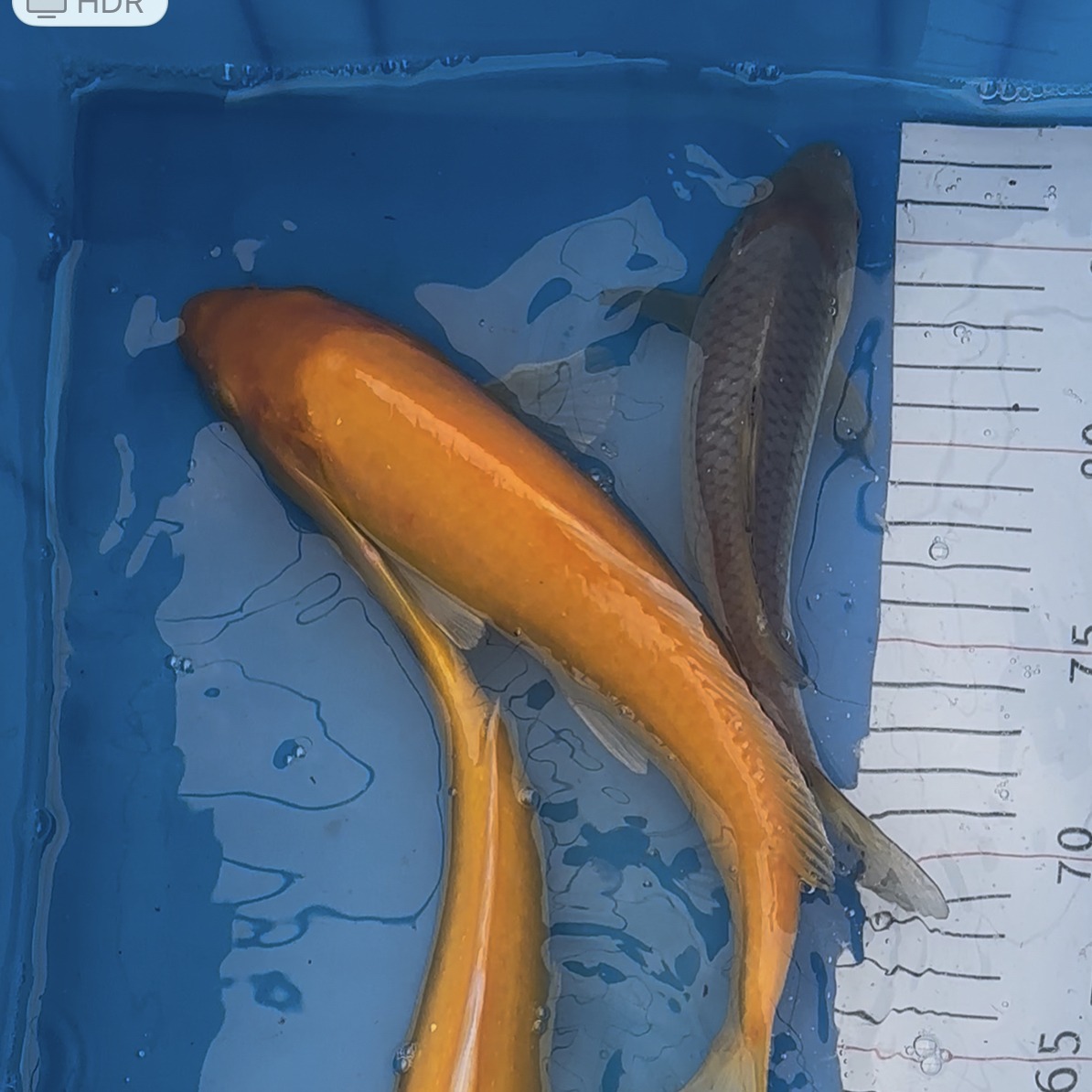 小西血统介子包邮包活到家售后需快递员在场开箱视频为凭证