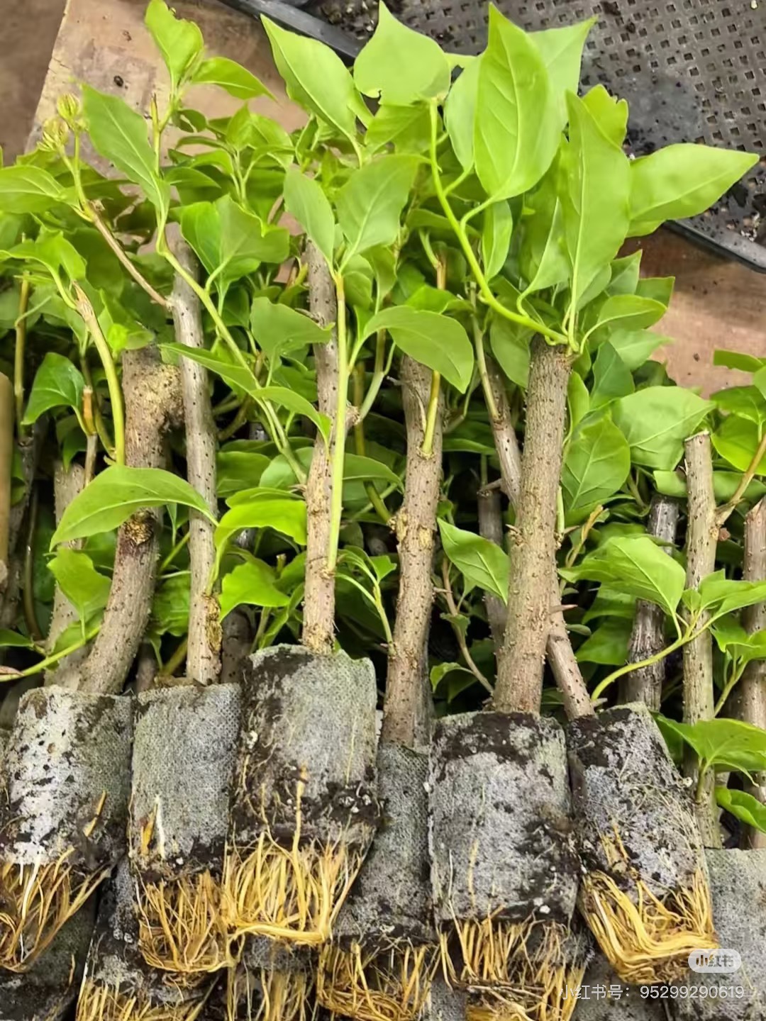 【袋苗专属链接】三角梅袋苗花苗耐寒爬藤植物四季开花庭院花卉盆栽