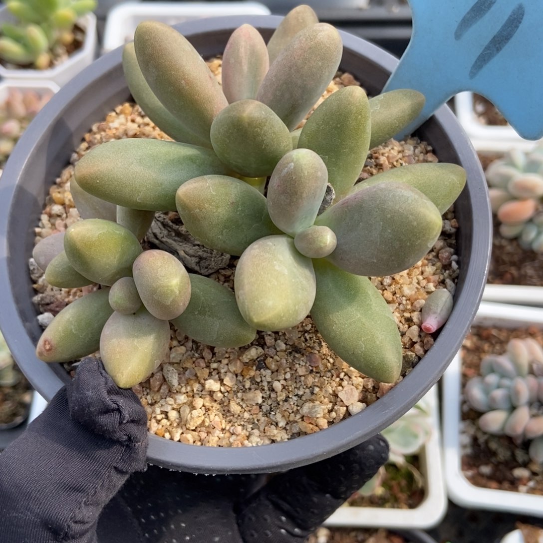 511糖果美人多肉植物保护