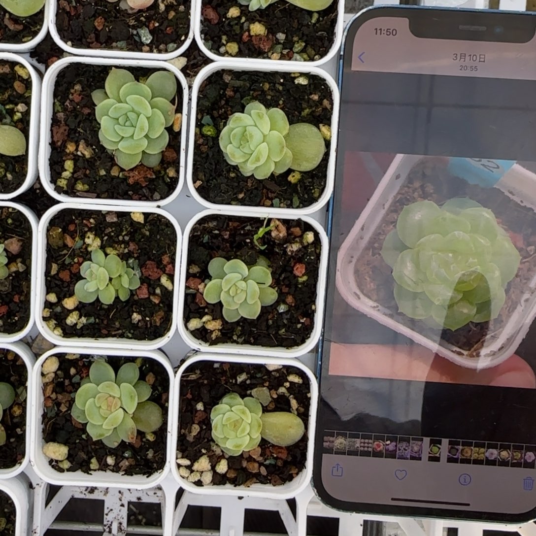 碎冰冰盆一个3床满25包邮