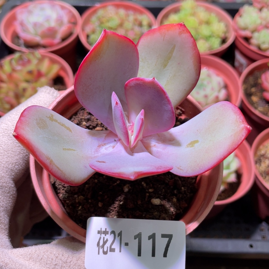花利美21-117白眉