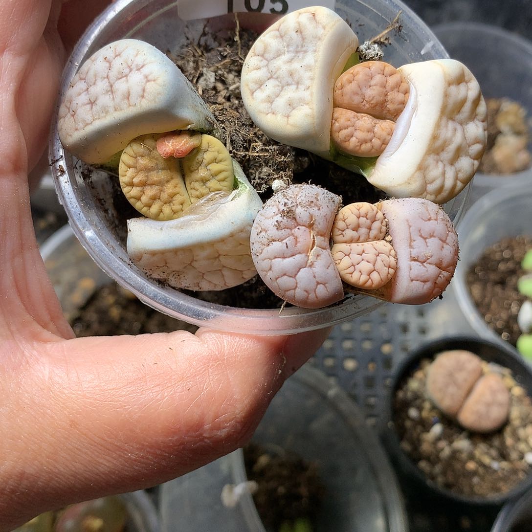 T05多肉植物保护