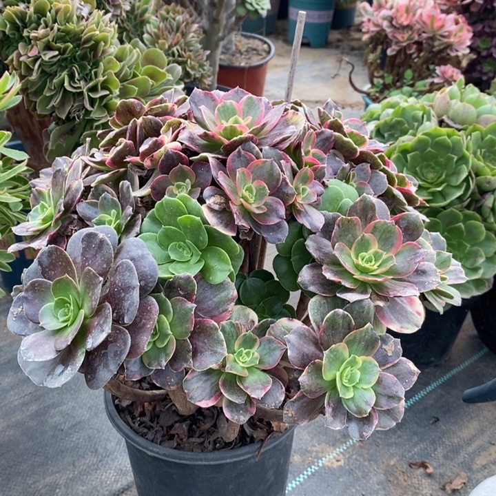 灰姑娘多肉植物81。 